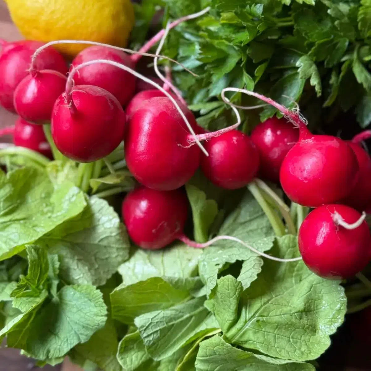 Radish Top Pesto
