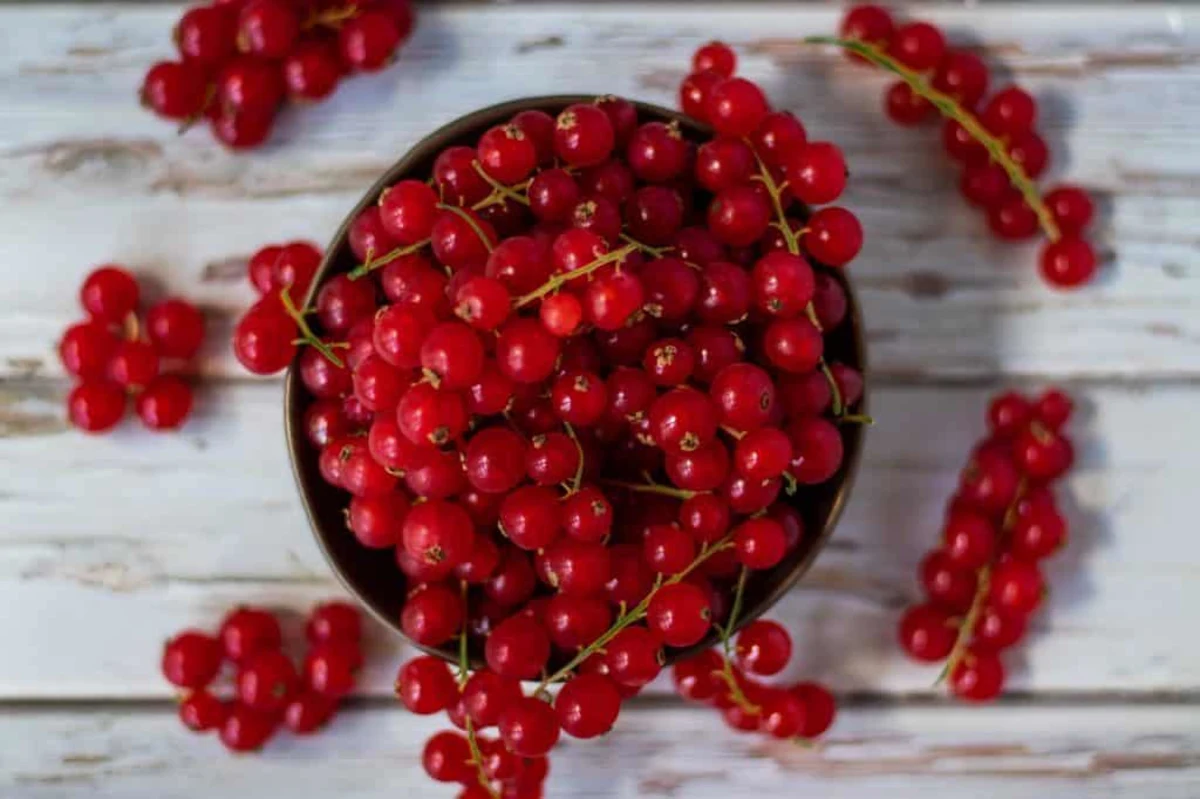 Sugar-Free Red Currant Muffins